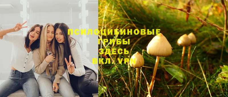 цены   Аша  Галлюциногенные грибы MAGIC MUSHROOMS 